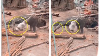 Viral Video Of Two-Headed Anteater Has Baffled The Internet. We Challenge You To Figure It Out | Watch