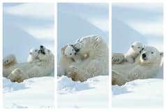 Viral Video: Polar Bear Mommy And Her Cub Basking In Sun Make For Delightful Sight | WATCH