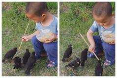 Viral Video Of Small Child Feeding Birds Will Restore Your Faith In Humanity | WATCH