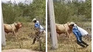 Man Tries To Run Away From Bull And What Happens Next Is ‘Comedy Of Errors’ | Watch Viral Video