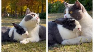 Viral Video: Rabbit And Cat Are Best Friends And Their Love Is Winning Over The Net | Watch