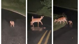 Viral Video: Dear Mother Deer Escorts Her Baby To Safety From Middle Of Road | WATCH