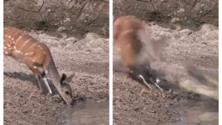 Watch Viral Video: Huge Crocodile Lunges At Deer Drinking Water And It Ends In Less Than Second