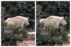 Polar Bear Or Mountain Goat? Answer To The Viral Video Is Right Here | Watch
