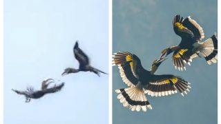 Viral Video: Hundreds Of Great Hornbill Birds Gather In Tamil Nadu Making For Astonishing Sight | WATCH