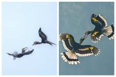 Viral Video: Hundreds Of Great Hornbill Birds Gather In Tamil Nadu Making For Astonishing Sight | WATCH