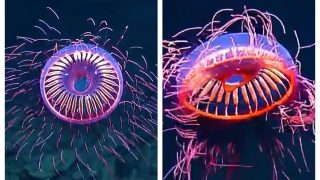 Viral Video: Rare Species Of ‘Illuminating’ Jellyfish Spotted 4,000 Feet Below The Sea