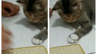 Kitten Learning Coin Flipping From Human Daddy Is Loveable To Nth | Watch Viral Video