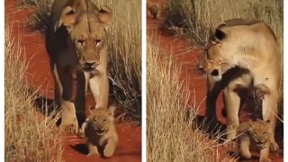 Viral Video Of The Lion Queen Taking Her ‘Princes And Princesses’ For Royal Walk Will Win You Over