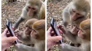 Viral Video: Monkeys Using Mobile Phone With Ease Proves They Have High Levels Of Intelligence | WATCH