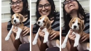 Viral Video: Beagle Puppy Enjoying Classical Music Like A Pro Is Cuteness Overdose | Watch
