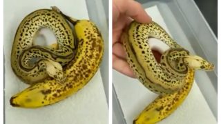 Viral Video: You Are A Genius If You Can Identify Snake From Banana At First Look | WATCH CAREFULLY