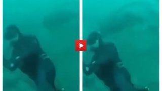 Diver Almost Gets Eaten By Huge Shark, How He Escapes Is Beyond Words | Watch Viral Video