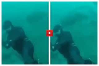 Diver Almost Gets Eaten By Huge Shark, How He Escapes Is Beyond Words | Watch Viral Video
