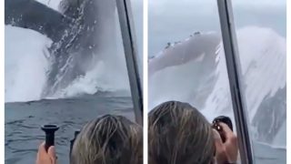 Viral Video: Monstrous Humpback Whale Suddenly Jumps Out Of Sea And Dwarfs Everyone Around | WATCH