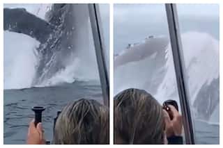 Viral Video: Monstrous Humpback Whale Suddenly Jumps Out Of Sea And Dwarfs Everyone Around | WATCH