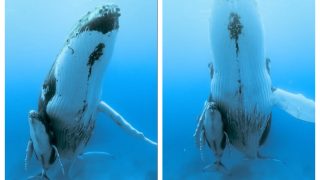 Viral Video Of Humpback Whale And Its Tiny Calf Shows Maternal Instincts Of These Huge Creatures | Watch