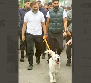 Rahul Gandhi's Bharat Jodo Yatra Has A New Guest -- A Golden Retriever Dog! See Adorable Pics Here