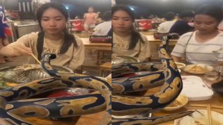 Video Of Women Dining With Python On Table Leaves Netizens Shocked. But Here's Catch