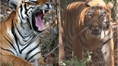 How Many Tigers In India: क्या आपको पता है दुनिया के 70% से ज्यादा बाघ भारत में ही हैं? जानें देश में कुल कितनी है इस वन्य जीव की आबादी