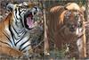 How Many Tigers In India: क्या आपको पता है दुनिया के 70% से ज्यादा बाघ भारत में ही हैं? जानें देश में कुल कितनी है इस वन्य जीव की आबादी