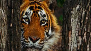 मध्य प्रदेश का टाइगर स्टेट का दर्जा खतरे में, कर्नाटक से काफी ज्यादा टाइगर खोए