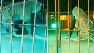 Viral Video: Spine Chilling! Tiger Mauls Circus Trainer in Live Performance, Leaves Audience Horrified | WATCH