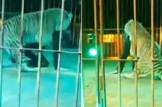 Spine Chilling! Tiger Mauls Circus Trainer in Live Performance, Leaves Audience Horrified | WATCH