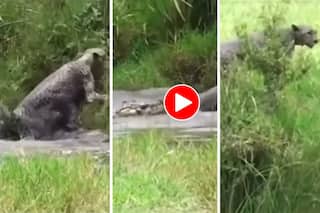 Magarmach Aur Jaguar Ka Video: पानी में घुसते ही जगुआर पर टूट पड़ा मगरमच्छ, पूंछ पकड़कर ऐसा दबोचा जान ही सूख गई- देखें वीडियो