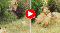 Sher Ka Video: दो शेरों की लड़ाई से गूंज उठा जंगल, नजारा देख शेरनियां तक दहल उठीं- देखें वीडियो