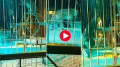 Bagh Ka Video: सर्कस में बाघ ने दबोच ली ट्रेनर की ही गर्दन, अंदर तक हिला देगा आगे का दृश्य- देखें वीडियो