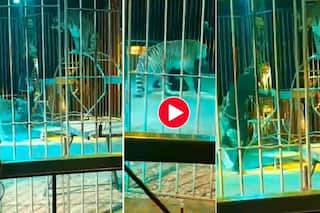 Bagh Ka Video: सर्कस में बाघ ने दबोच ली ट्रेनर की ही गर्दन, अंदर तक हिला देगा आगे का दृश्य- देखें वीडियो