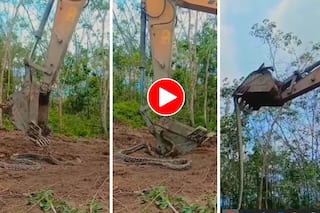 Azgar Ka Video: जंगल में मिला विशालकाय अजगर, उठाने के लिए बुलानी पड़ी जेसीबी | देखिए