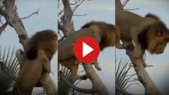 Sher Ka Video: जैसे-तैसे पेड़ पर तो चढ़ गया मगर उतरना भूल गया शेर, फिसलकर ऐसे गिरा अंदर तक हिल गया- देखें वीडियो