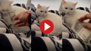 Billi Ka Video: पालतू बिल्ली को ही सिखा दी चोरी, फिर जो दिखा हिल ही जाएंगे - देखें वीडियो
