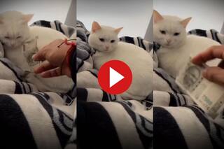 Billi Ka Video: पालतू बिल्ली को ही सिखा दी चोरी, फिर जो दिखा हिल ही जाएंगे - देखें वीडियो