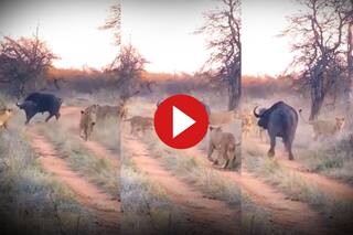 Sher Aur Bhense Ki Ladai: भैंसे पर टूट पड़ी शेरों की फौज, मिला ऐसा खतरनाक जवाब जो हिला देगा | देखें ये Video