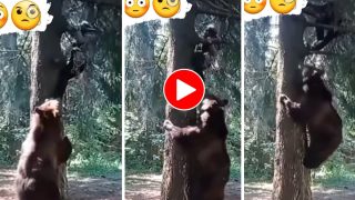 Bhalu Ka Video: शख्स की जान के पीछे ही पड़ गया भालू, पेड़ पर चढ़ा तो वहां से भी खींचने लगा- देखें वीडियो