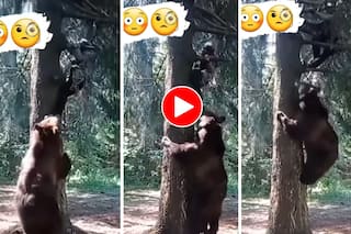 Bhalu Ka Video: शख्स की जान के पीछे ही पड़ गया भालू, पेड़ पर चढ़ा तो वहां से भी खींचने लगा- देखें वीडियो