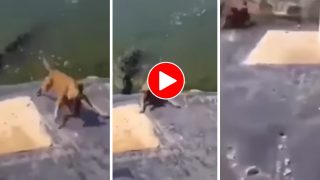 Magarmach Ka Video: फिसलकर सीधा मगरमच्छ के मुंह में जाने लगा डॉगी, दृश्य ऐसा होश उड़ा देगा- देखें वीडियो