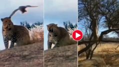 Wild Animal Video: बाज के छेड़ते ही और खूंखार हो गया चीता, एक ही छलांग में पेड़ से दबोच लाया- देखें वीडियो