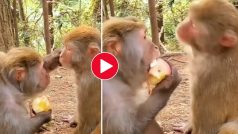 Bandar Ka Video: साथी को ललचा-ललचाकर सेब खाने लगा बंदर, अगले सेकेंड जो हुआ पेट पकड़कर हंसेंगे आप- देखें वीडियो