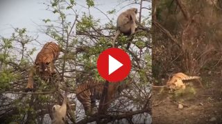 Bandar Aur Bagh Ka Video: बाघ ने दिखाई ताकत तो बंदर ने खेल दिया माइंडगेम, पेड़ से ऐसे गिराया नानी याद आ गई- देखें वीडियो