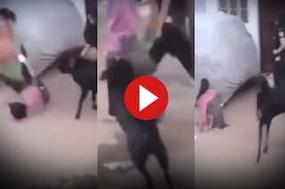 Ladki Ka Video: चुपचाप जा रही लड़की पर बकरे ने बोल दिया धावा, टक्कर मारकर हवा में उछाल दिया- देखें वीडियो