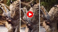 Jaguar Aur Magarmach Ka Video: एक ही छलांग में मगरमच्छ की गर्दन दबोच बैठा जगुआर, हिला देगा आगे का नजारा- देखिए वीडियो
