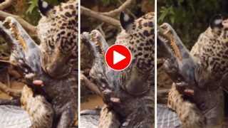 Jaguar Aur Magarmach Ka Video: एक ही छलांग में मगरमच्छ की गर्दन दबोच बैठा जगुआर, हिला देगा आगे का नजारा- देखें वीडियो
