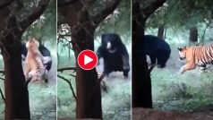 Bhalu Aur Bagh Ka Video: दबे पांव भालू के पास पहुंच गया बाघ, जैसे ही हमला किया पूरा खेल पलट गया- देखें वीडियो