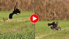 Baaz Ka Video: हिरण को पंजे में दबाकर उड़ान भरने ही वाला था बाज, मगर हो गया तगड़ा खेल- देखें वीडियो