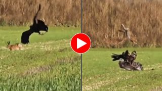 Baaz Ka Video: हिरण को पंजे में दबाकर बस उड़ने ही वाला था बाज, तभी शिकार ने खेल कर दिया- देखें वीडियो