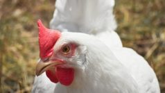 Viral: उधार का पैसा वसूलने के लिए ब्रॉयलर चिकन किसान ने निकाला तगड़ा जुगाड़, झट से आने लगे पैसे